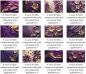 Preview: Kategorie Floral Purple